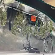 Gorilla Zkittlez 60x60