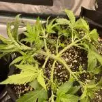 Autoflower & Autopot