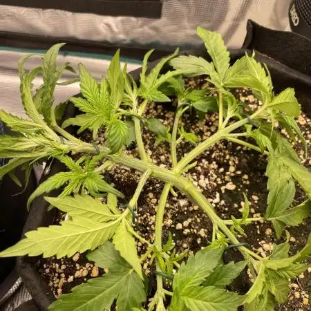 Autoflower & Autopot