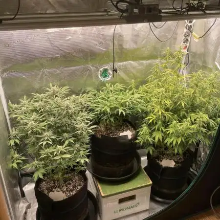 Autoflower & Autopot