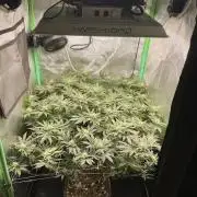 Gorilla Zkittlez 60x60