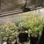 Autoflower & Autopot
