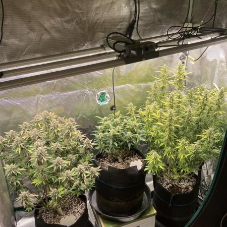 Autoflower & Autopot