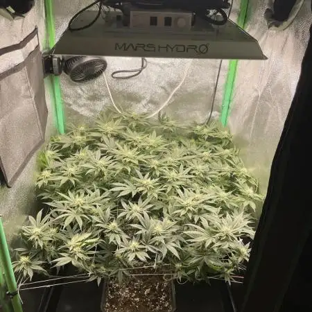 Gorilla Zkittlez 60x60