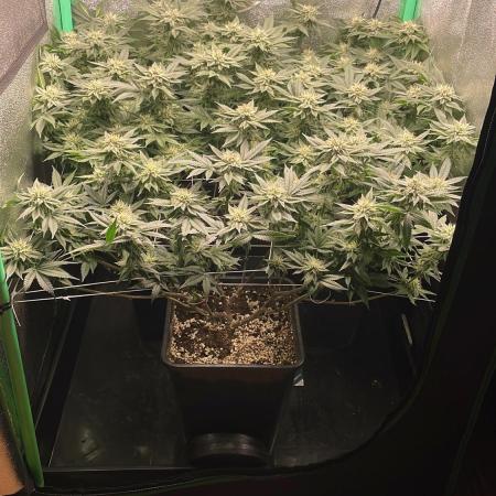 Gorilla Zkittlez 60x60