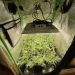 Gorilla Zkittlez 60x60