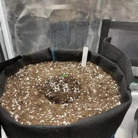 Autoflower & Autopot