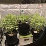 Autoflower & Autopot