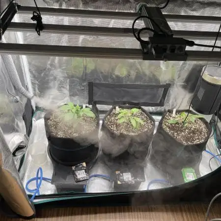 Autoflower & Autopot