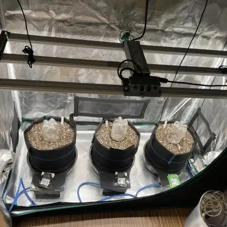 Autoflower & Autopot