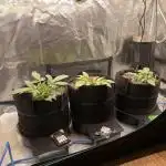 Autoflower & Autopot