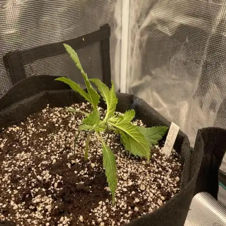 Autoflower & Autopot
