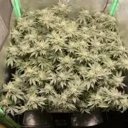 Gorilla Zkittlez 60x60