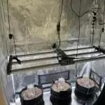Autoflower & Autopot