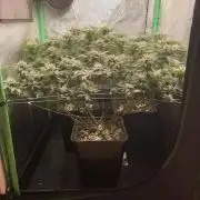 Gorilla Zkittlez 60x60