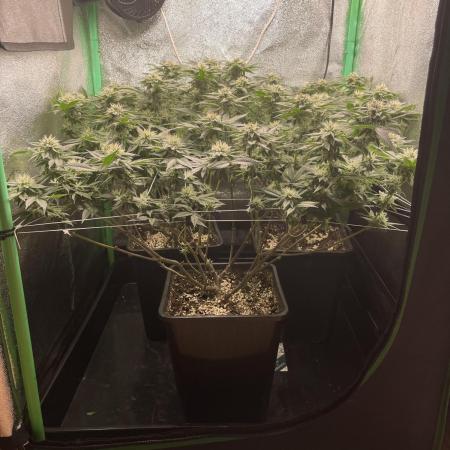 Gorilla Zkittlez 60x60