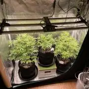 Autoflower & Autopot