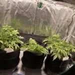 Autoflower & Autopot