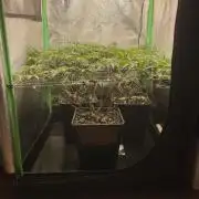 Gorilla Zkittlez 60x60