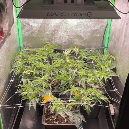 Gorilla Zkittlez 60x60