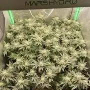 Gorilla Zkittlez 60x60