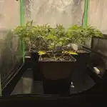 Gorilla Zkittlez 60x60