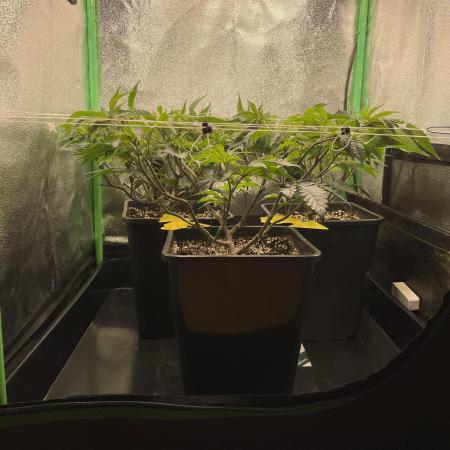 Gorilla Zkittlez 60x60