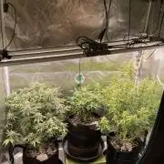 Autoflower & Autopot
