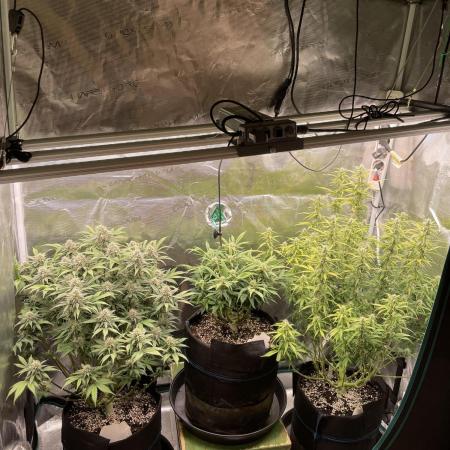 Autoflower & Autopot