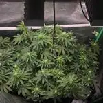 Apple fritter