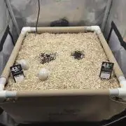 Ocean Freeze & Azul Rosa RHS AC Infinity