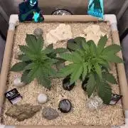 Ocean Freeze & Azul Rosa RHS AC Infinity