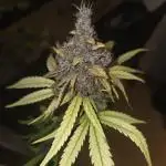 Lemon Cherry Cookies / Danf Pro