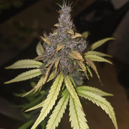 Lemon Cherry Cookies / Danf Pro