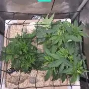 Ocean Freeze & Azul Rosa RHS AC Infinity