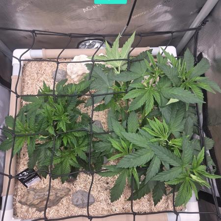 Ocean Freeze & Azul Rosa RHS AC Infinity