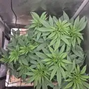 Ocean Freeze & Azul Rosa RHS AC Infinity