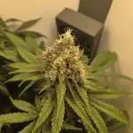 Blueberry Cane Danf Pro