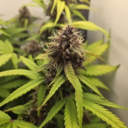 Lemon Cherry Cookies / Danf Pro
