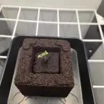Blueberry Cane Danf Pro