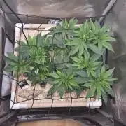 Ocean Freeze & Azul Rosa RHS AC Infinity