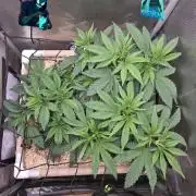 Ocean Freeze & Azul Rosa RHS AC Infinity