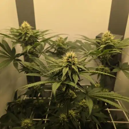 Blueberry Cane Danf Pro