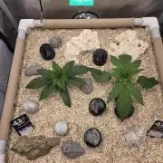 Ocean Freeze & Azul Rosa RHS AC Infinity