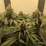 Blueberry Cane Danf Pro