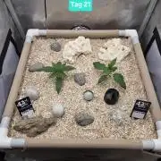 Ocean Freeze & Azul Rosa RHS AC Infinity