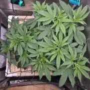 Ocean Freeze & Azul Rosa RHS AC Infinity