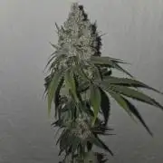 Blueberry Cane Danf Pro