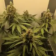 Blueberry Cane Danf Pro