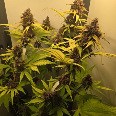 Lemon Cherry Cookies / Danf Pro